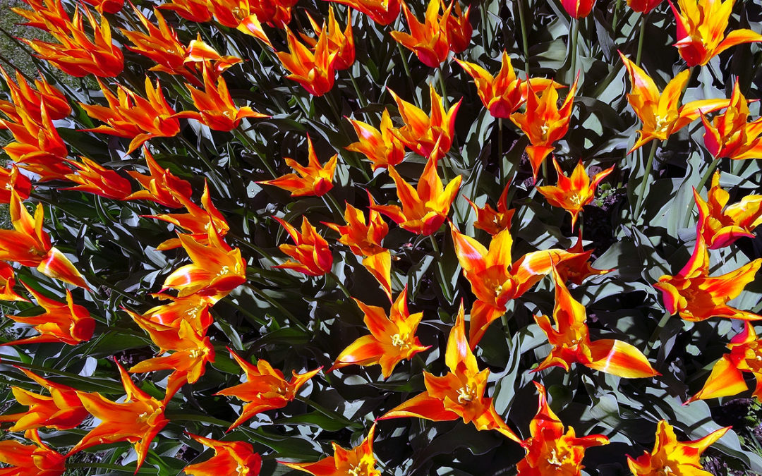 Protégé : Sortie Tulipes à Morges