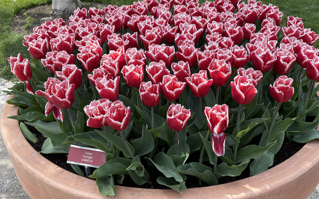 Protégé : Tulipes à Morges